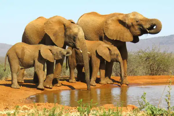 Four elephants stand at the edge of a waterhole, drinking. The background shows dry grass, bushes, and distant hills under a clear blue sky.