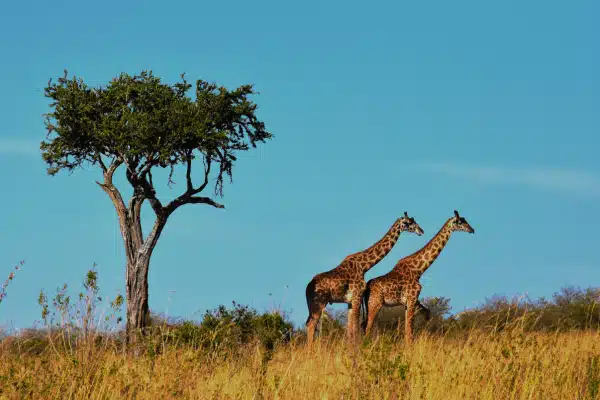 Two giraffes stand side by side in tall, golden grass near a solitary tree under a clear blue sky, in a savanna landscape.
