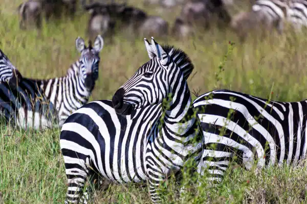 A group of zebras stand and rest in tall grass, with one zebra in the foreground turning its head to the side. More zebras and grassy landscape are visible in the background.