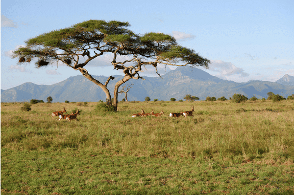 A flat-topped acacia tree stands in a grassy savanna with antelopes grazing nearby. Mountains rise in the distant background under a clear blue sky.