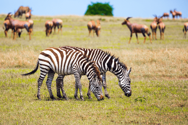 Two zebras graze side by side on a grassy plain, with several antelopes standing and grazing in the blurred background under a blue sky.