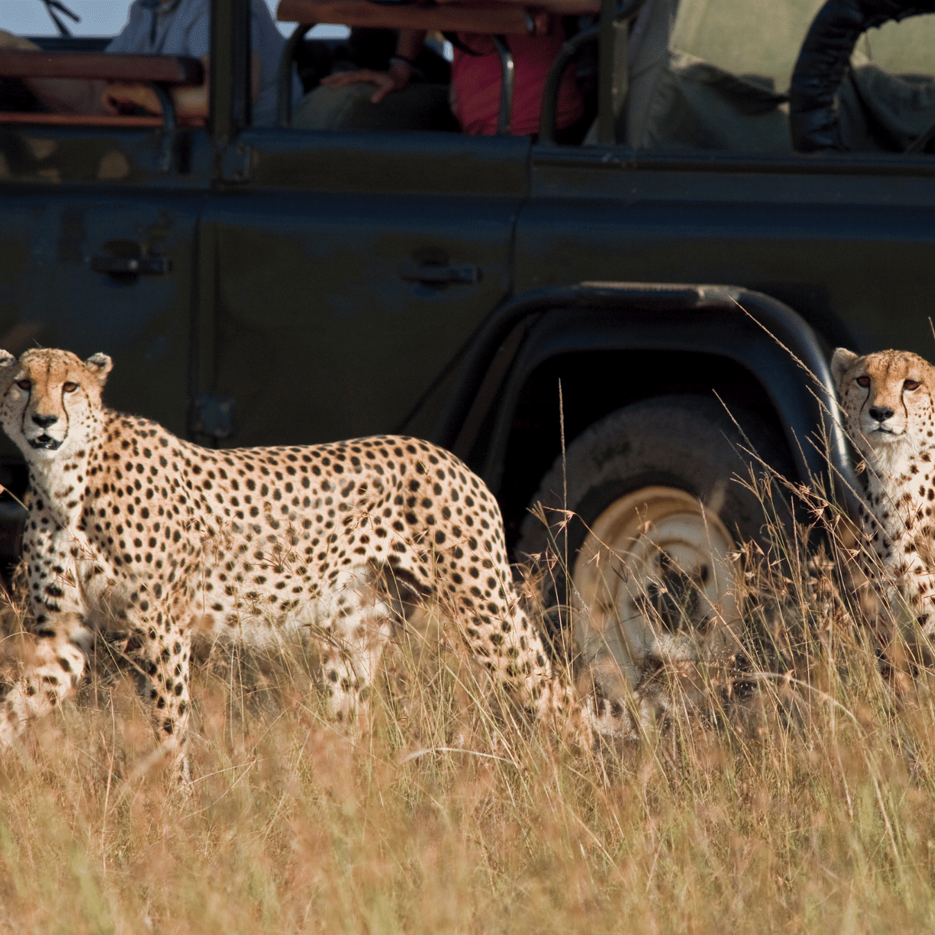 Two cheetahs stand in tall grass near a safari vehicle, with people inside observing them. The vehicle's open windows and passengers are partially visible in the background.