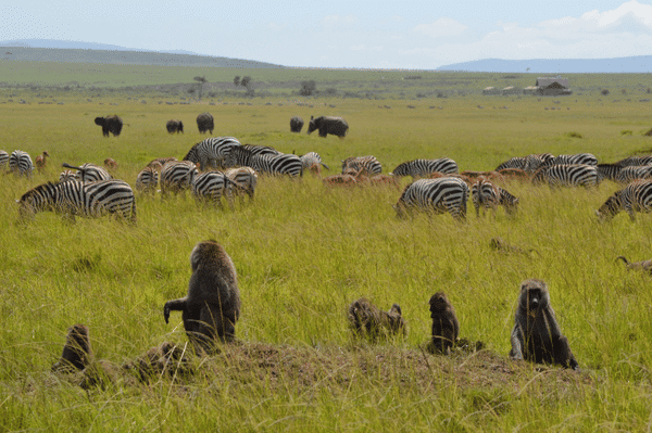 A grassy savanna with zebras and wildebeest grazing in the background, while a group of baboons sits on the ground in the foreground under a partly cloudy sky.