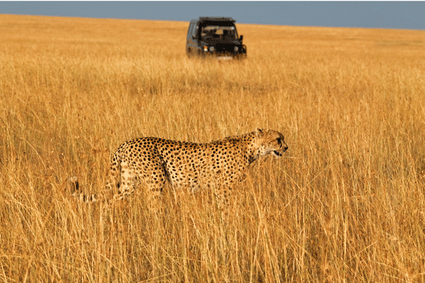 A cheetah walks through tall golden grass in a savannah, while a safari vehicle is parked in the background under a clear blue sky.